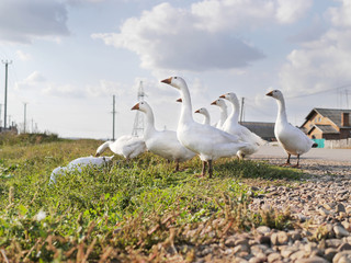 White geese close-up in the countryside in Russia.