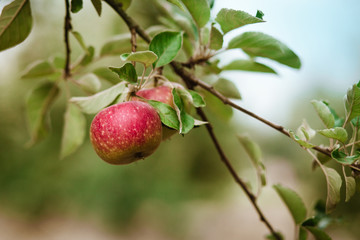 Fresh ripe apples on a tree in a garden - 220403635