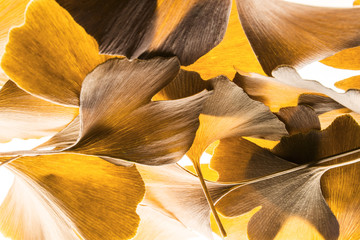 Fototapeta na wymiar the background from autumnal Ginkgo biloba leaves
