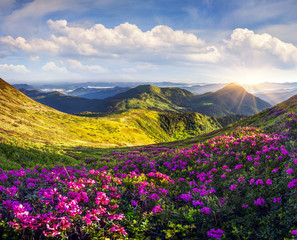 Obrazy na Szkle  Kolorowy letni poranek z polami kwitnących kwiatów rododendronów.