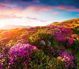 Colorful summer sunrise with fields of blooming rhododendron flowers