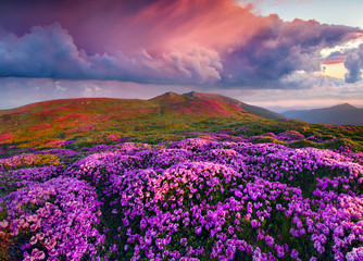 Plakat Magic pink rhododendron flowers in the mountains.