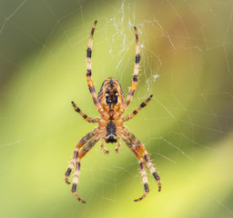 Spinne im Spinnennetz