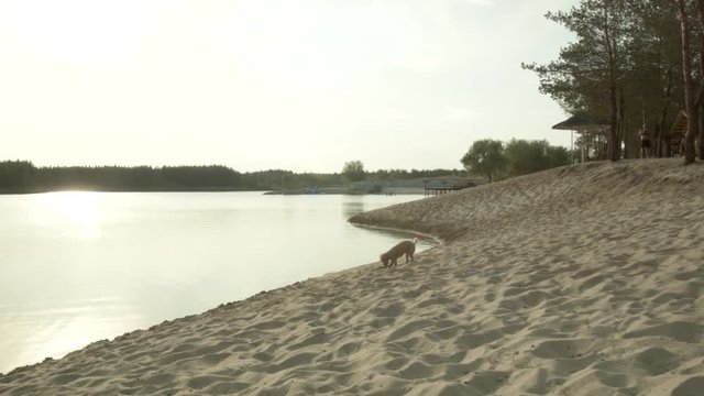 A dog, a poodle breed, runs along the sandy shore of the lake