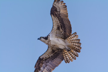 Osprey Flying Blue Sky