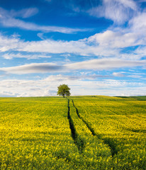 Summer Landscape with a field of yellow flowers. Sunset