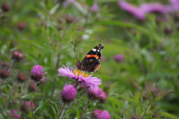 Schmetterling