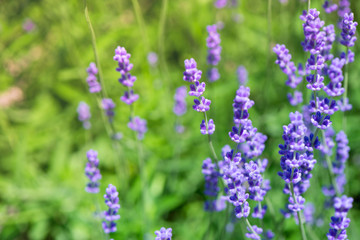 Fototapeta premium Kwitnące pole lawendy, łąka o wschodzie słońca, wiosenne kwiaty dla pszczół zbierających nektar i zapylających nowe kwiaty. Piękny letni poranek lub wieczór fioletowe tło