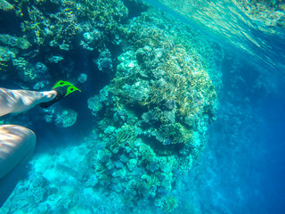 Girl swims near coral in red sea.