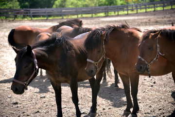 並んで佇む木曽馬１　開田高原
