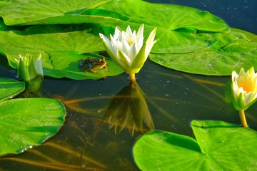 Frog sitting on a leaf of water lily