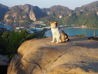 Cat enjoying sunbathing with view over Ko Phi Phi, Thailand