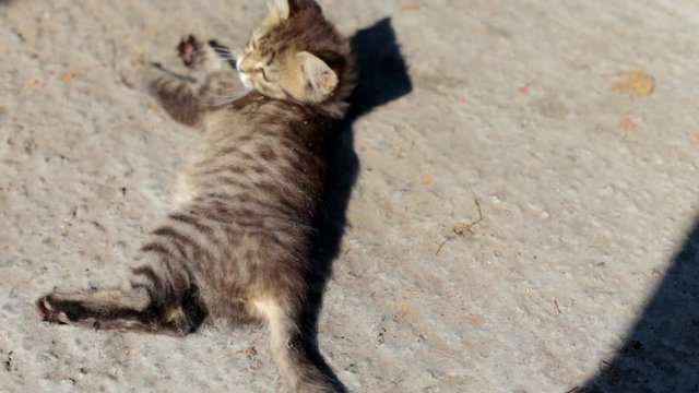 Playful little cat on the street