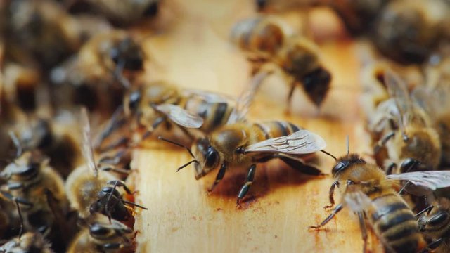 A close-up of a bee while working in a hive amidst the hustle and chaotic motion of many fellow workers to work on the production of honey