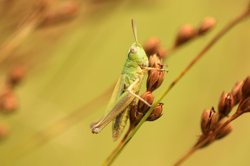 Gemeiner Grashüpfer