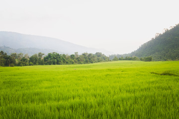 Growing Green Rice Field in the Village