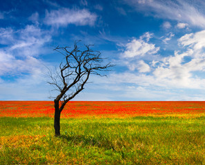 Exotic summer landscape with dry tree near a field of blooming poppy flowers.