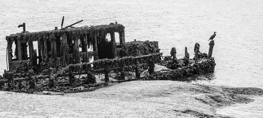 Bretagne altes Schiffswrack mit Kormoran auf Schiffsfriedhof Hennebont Bretagne - Brittany old shipwreck with cormorant on ship cemetery Hennebont Bretagne