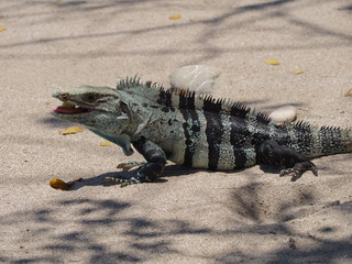 Iguana eating at the beach in Costa Rica