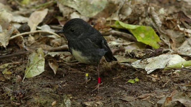 Small New Zealand Robin forages for food on forest floor, no leaf goes unturned.