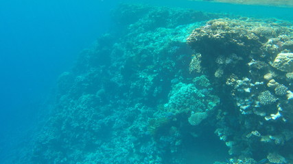 Fish and corals in the red sea in Egypt.