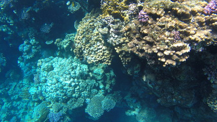 Fish and corals in the red sea in Egypt.