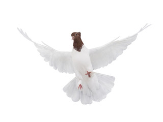 Obraz premium free flying white dove isolated