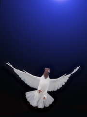 free flying white dove isolated on a blue