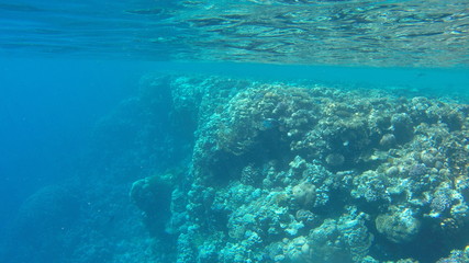 Fish and corals in the red sea in Egypt.