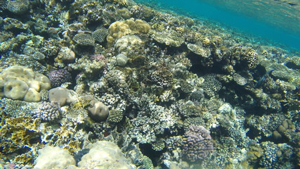 Fish and corals in the red sea in Egypt.