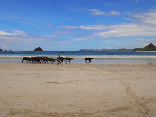 Herder with a drove of cows at Selong Belanak beach in Lombok, Indonesia