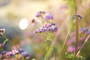 frozen little purple flowers with frosts in winter