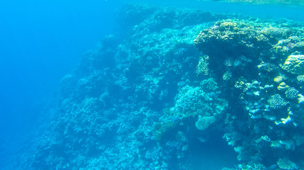 Fish and corals in the red sea in Egypt.