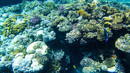 Fototapeta na wymiar Fish and corals in the red sea in Egypt.