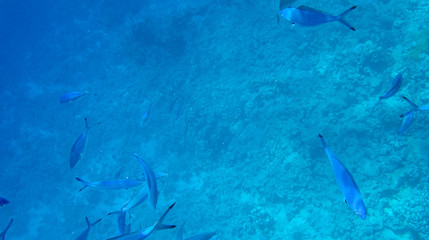 Fish and corals in the red sea in Egypt.