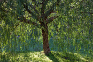 Pepper tree
