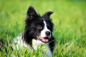 Young energetic dog on a walk. Border Collie. Emotions. Training of dogs. Whiskers, portrait, closeup. Enjoying, playing