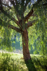 Pepper tree