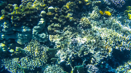 Fish and corals in the red sea in Egypt.