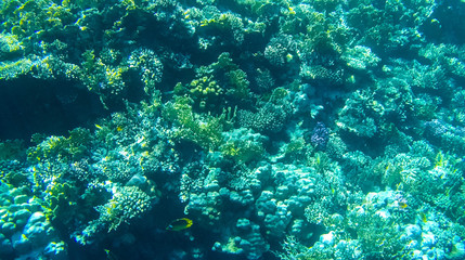 Naklejka na ściany i meble Fish and corals in the red sea in Egypt.