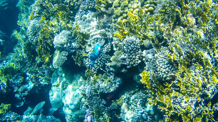 Fish and corals in the red sea in Egypt.
