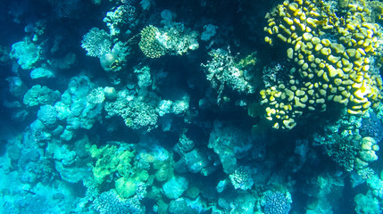 Fototapeta na wymiar Fish and corals in the red sea in Egypt.