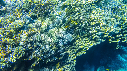 Fish and corals in the red sea in Egypt.
