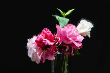 close-up view of beautiful wet pink and white eustoma flowers in transparent vase on black