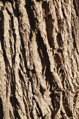 braune Baumrinde