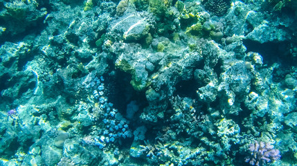 Fish and corals in the red sea in Egypt.