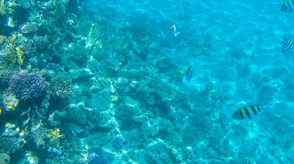 Fish and corals in the red sea in Egypt.