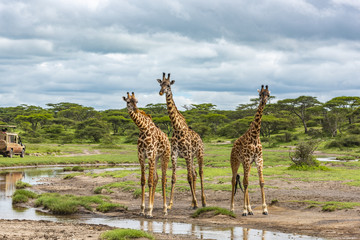 Fototapeta premium Landscape scene of three curious giraffe, standing near a puddle of fresh water. Acacia forest is in the background. Grasses is lush green from the long rains.