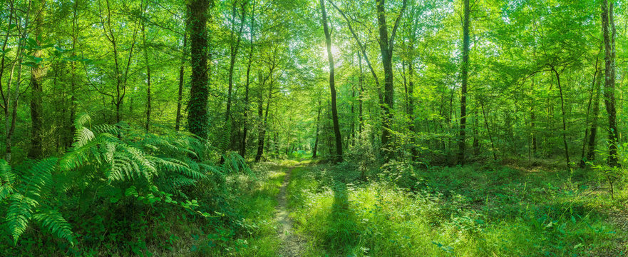Landschaft zauberhafter Laubwald mit Fußweg im Frühling im Gegenlicht - Landscape of enchanting deciduous forest with footpath in spring 