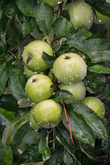 Green juicy apples after the rain hang on the wet tree branch